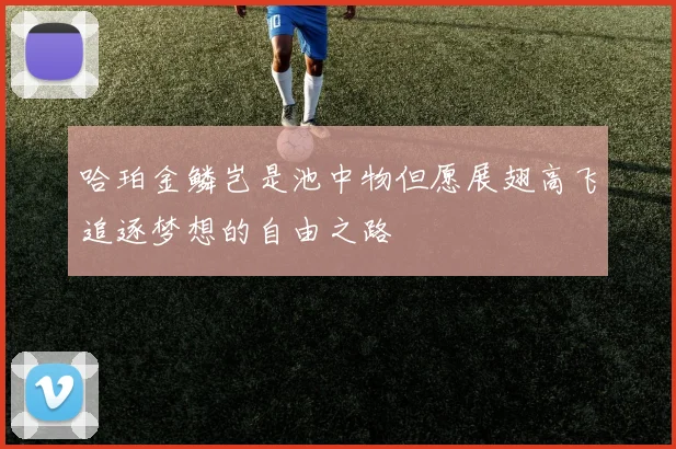 哈珀金鳞岂是池中物但愿展翅高飞追逐梦想的自由之路